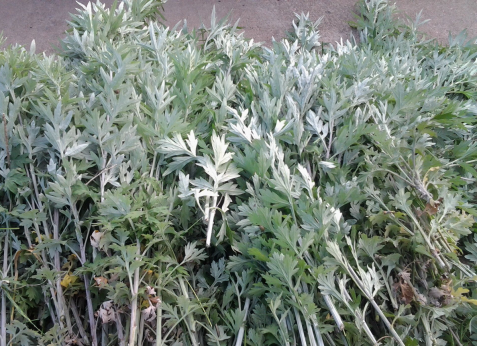 華展貓先生，端午節(jié)，垃圾分類
